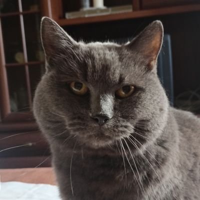 друга комунальна кринжарня,
водій вишневого ланоса