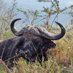 BuffaloBull (@buffalodaggaboy) Twitter profile photo BuffaloBull (@buffalodaggaboy) Twitter profile photo