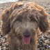 Martin Barker (@barksy1) Twitter profile photo