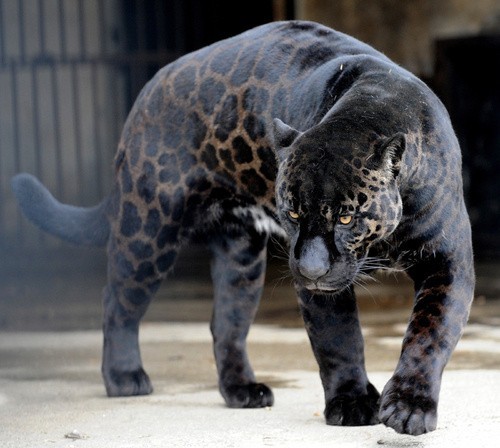 Hilliard Bradley Football
#shocktheworld
#states2012