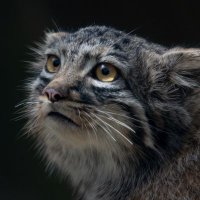 pas_manul (@pas_manul) Twitter profile photo