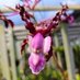 Orvala Orchids (@orvala10) Twitter profile photo Orvala Orchids (@orvala10) Twitter profile photo
