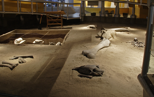 Museo de Paleontologia de Guadalajara.