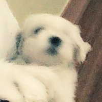 🧢 5/2 메 (@mehhh_11) 's Twitter Profile Photo