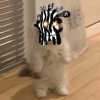 oatcap (@oatcapnosugar) 's Twitter Profile Photo
