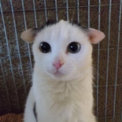배정독자さんのプロフィール画像