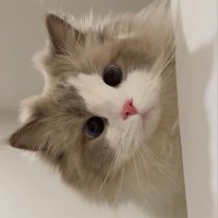 ํธ์ (@hosoo_lakee) 's Twitter Profile