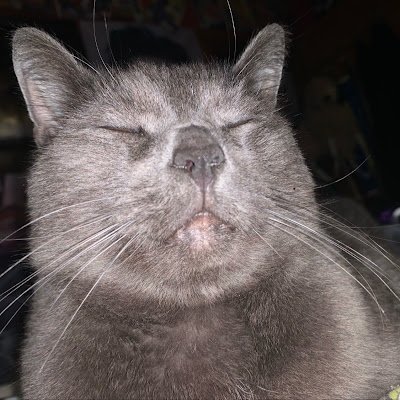 YShelley1739's profile picture. 