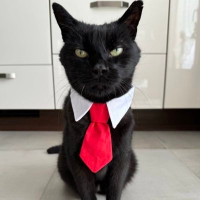 coolbusinesscat's profile picture. Ethical hacker and cybersecurity analyst from Belgium