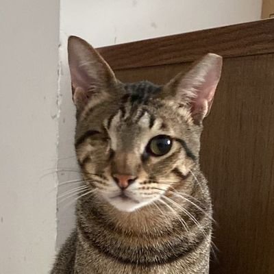 im_a_cat_meowx2's profile picture. 