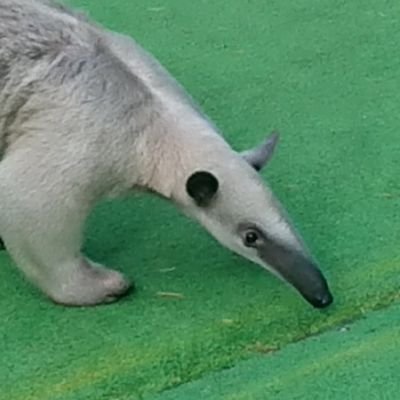 haruka_p_ot's profile picture. 認定作業療法士:士会福利課課長:久里浜アルコール依存症臨床医等研修(OTコース)修了:WRAPファシリテーター:音楽療法士と勉強会:職場(精神科デイケア)では若手:先輩の名言をポスト:若手応援勉強会運営:依存症治療:大学院生