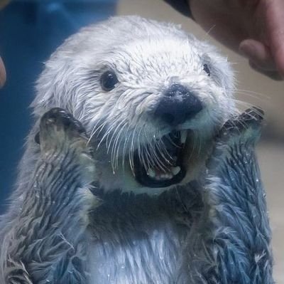 vouchyz's profile picture. DM is open! (⁠｡⁠•̀⁠ᴗ⁠-⁠)⁠✧