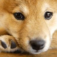 ひろ＠ (@_hiro99) Twitter profile photo