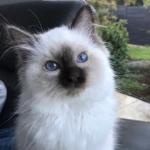 Dullard_Games's profile picture. 