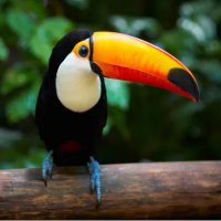 Aves do Brasil (@brasil_aves) 's Twitter Profile Photo Aves do Brasil (@brasil_aves) 's Twitter Profile Photo