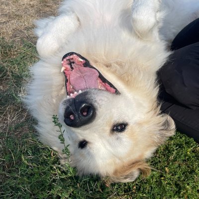 Sujilap_out's profile picture. happy dog