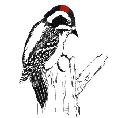 The DuPage Birding Club is one of the largest and most active birding groups in Illinois, promoting birding through education and field experiences since 1985.