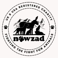 NOWZAD (@nowzad) 's Twitter Profile