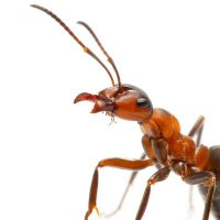 Ant-i (@nutrvd1) 's Twitter Profile