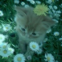 nononono (@haleyeatscookie) 's Twitter Profile