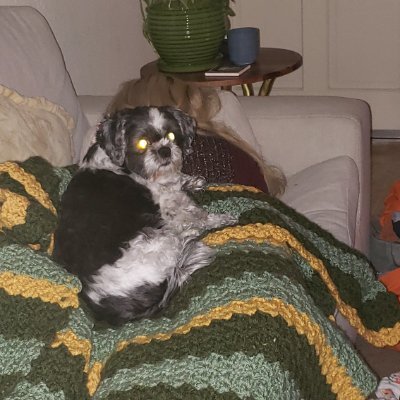 cryptolooserbtc's profile picture. I'm a degen when it comes to crypto 🥴🤣 Ambassador of @ParadyzeFi