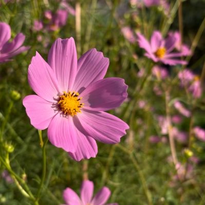 yabyab112o1's profile picture. 🌱彩りある季を🌼ゆっくり温泉♨️につかり時を忘れてみたいなぁ😌 蕎麦とお酒🍶の相性を探りに出掛けてみたいなぁ⭐️と思いながら今を駆け抜けています🤗