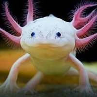 Pau (@___pau_____) 's Twitter Profile
