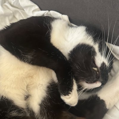 jocsdmc's profile picture. pai de gato e estudante d medicina na usp
