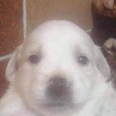 ga11575's profile picture. 