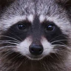 chokingraccoon's profile picture. i've choked once