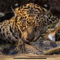 MarcosBraz (@marcosbrazrio) 's Twitter Profile Photo MarcosBraz (@marcosbrazrio) 's Twitter Profile Photo