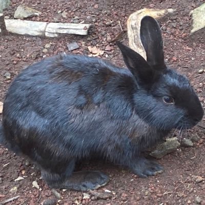 AnnaNemurenai's profile picture. 23歳 Español 日本語(少し)English 我命由我不由天 MDNI! Tired _(´ཀ`」 ∠)_ Multishipper, why fight when there’s more. Aroace 💜 Banner by: @xio__023