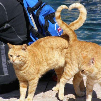 2ScreamingCats's profile picture. Leave me alone.