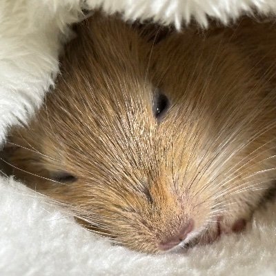 degu_ponta's profile picture. むぎ 2024年8月上旬 たぶん♂ 初めてのデグー2024/10/6~ 色々情報探し、無言フォローで失礼します🙇‍♂️