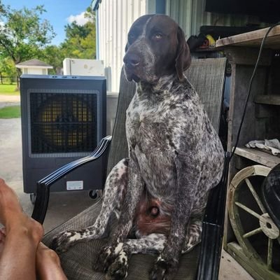 TexasGSPDad's profile picture. Simple, humble and peaceful at the moment, like taking life one step at a time. Love my family, God, my dogs and the Lonestar State.