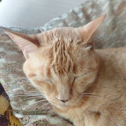 kinoto_chan's profile picture. ロードス島戦記オンラインとイース6オンラインで悪の女神官やってました

※捨て垢やロム専、エロや詐欺業者っぽい無言フォローは見付けしだい通報したりブロックしてます。