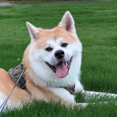 保護っ子秋田犬♂の蓮(レン)
2020年9月28日生まれ
2023年8月6日に保護団体さんよりお迎えしました
福岡在住、何でもない蓮の日常です