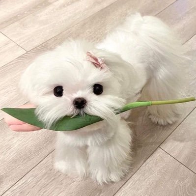 passionnovas Profile Picture