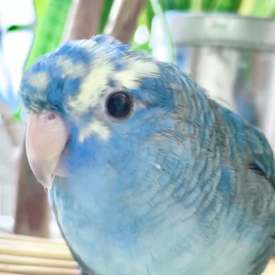 サザナミインコのルイさんのプロフィール画像