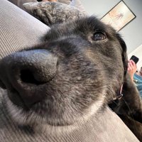 Adam (@localmanwhatup) 's Twitter Profile