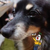 🐾·たま·🐾 (@kotaro_ch_ryu) Twitter profile photo