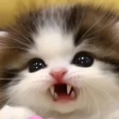 fruitylovesyou's profile picture. All I wanted to do was make cute photorealistic cats in dresses. I think I'm shadow banned but I try...and I try.
🐈#cats 🍓 #猫  🐱 #고양이 🐈