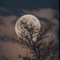 نوني (@omnaser60877) 's Twitter Profile