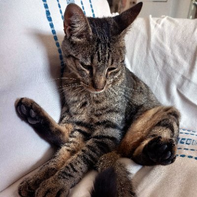 speczsz's profile picture. 