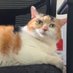 jaklingko cat๐ // closed (3/2) (@jaklingkofwends) Twitter profile photo jaklingko cat๐ // closed (3/2) (@jaklingkofwends) Twitter profile photo