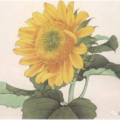 ly4264333951225's profile picture. 生如夏花之绚烂,死如秋叶之静美
