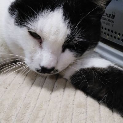 pokonsn's profile picture. ハンドメイド
☆レジンやビーズ、毛糸を使用
★シュシュ、ヘアクリップ、ピアスやイヤリング、ブレスレット、チャーム等の小物アクセサリーを作成中
他にも自由気ままにUPします😸