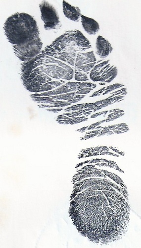 MillerMelinda's profile picture. State of MN DPS-ECN, FirstNet Program Manager BS Business Admin, MA Building Arts Historic Preservation, 30 yrs of software development.