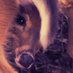 SWolp tr ๐ (@swolptr) Twitter profile photo SWolp tr ๐ (@swolptr) Twitter profile photo