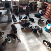 Die EINZIGE Hutz-Wutz-Farm und Bea's Miezhaus🐱 (@alf131281) 's Twitter Profile Photo Die EINZIGE Hutz-Wutz-Farm und Bea's Miezhaus🐱 (@alf131281) 's Twitter Profile Photo